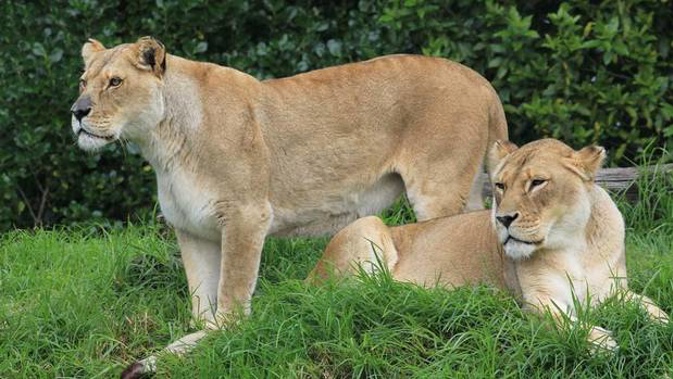 Mother and daughter pair Kura and Amira were euthanised after Auckland Zoo staff made the tough but compassionate decision now their health had started to fail. Photo / Auckland Zoo