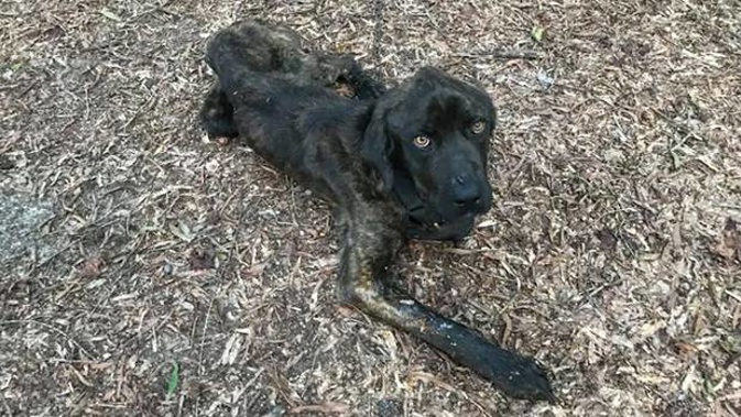 A woman has been charged after she was accused of intentionally starving her ex-boyfriend's dog. Photo / Justice For Champ