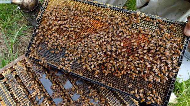 Comvita. Photo / File