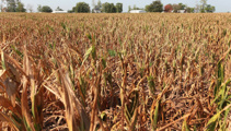 Drought-stricken Aussie farmers 'doing it pretty tough'