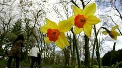 Blooming daffodils bring a welcome first sign of a change of season. (Photo / File)