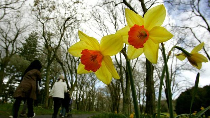Blooming daffodils bring a welcome first sign of a change of season. (Photo / File)