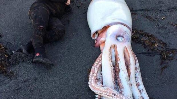 Diver Jack Aplin with a giant squid that washed up on Wellington's south coast. (Photo / Supplied)
