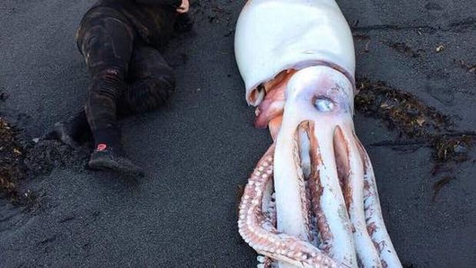 Diver Jack Aplin with a giant squid that washed up on Wellington's south coast. (Photo / Supplied)