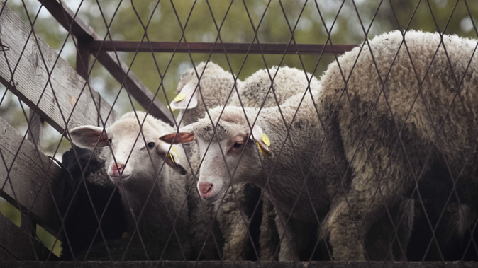 A group of Dunedin animal activists will gather every week on a popular stock truck route. Photo \ Getty Images