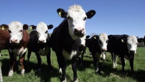 Mycoplasma bovis found in Northland for the first time