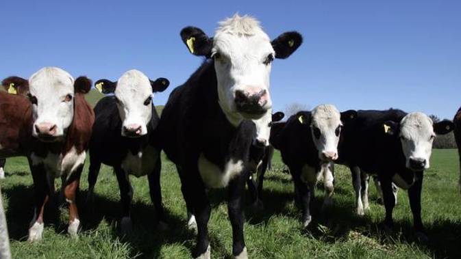 Cows will be culled in Northland after Mycoplasma bovis was confirmed on a farm in the region.