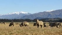 Merino wool fetching strong prices