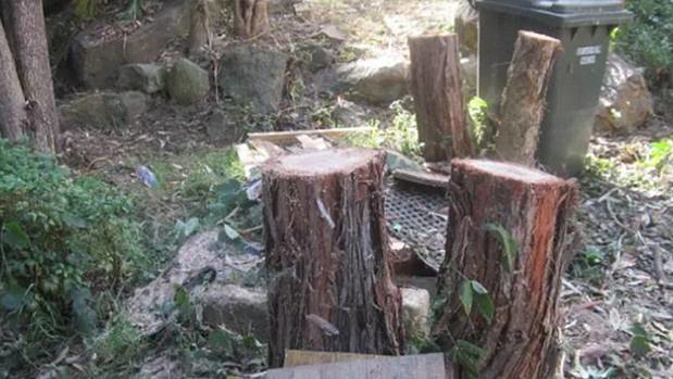 Sydney resident Yueling Liu hired a contractor to cut down two native cheese trees. Photo / Supplied