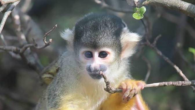 One of the squirrel monkeys was feared missing after the April break-in. (Photo / Wellington Zoo)