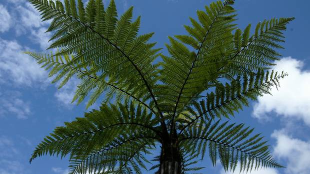 Twelve Wheki trees disappeared from Naenae's Waiwhetu stream. Photo / File
