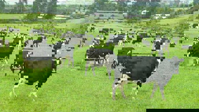 A farming community says the industry needs to be looking 50 years down the line. Photo / NZ Herald