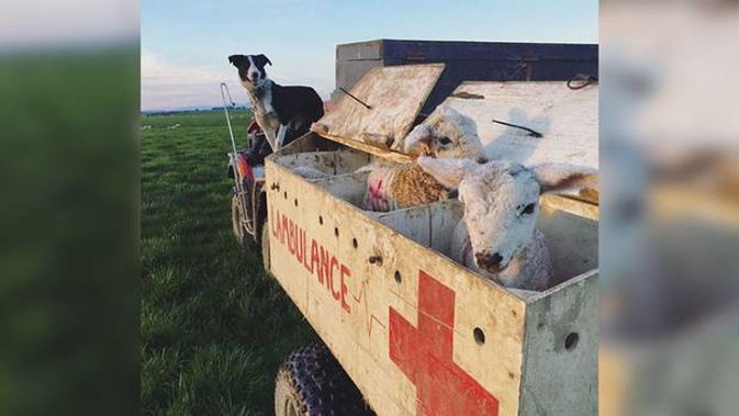 Wrey's Bush farmer Bradley Stewart came up with the crafty idea to turn one of his vehicles in an ambulance for animals as a way to transport animals around the paddock. (Photo / Anna McFarlane)
