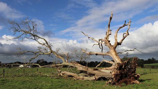 New Zealand's oldest oak tree came crashing down on Sunday in a paddock at Waimate North. (Photo / Peter de Graaf)