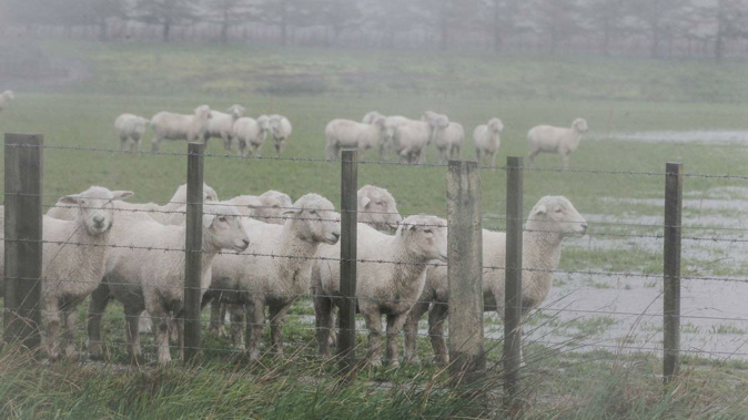 One farmer said yesterday he was worried about the mental state of those who had shot 10 of his sheep earlier this year. Photo / NZ Herald.