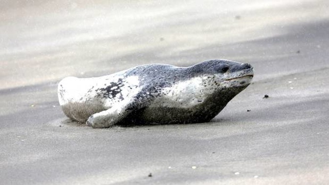 Leopard Seal. Photo / NZ Herald