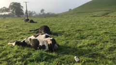 In March this year Northpower disconnected a service line to an old cowshed at a Dargaville property due to safety concerns. (Photo/ Supplied)