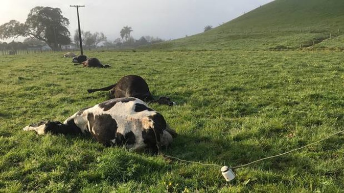 In March this year Northpower disconnected a service line to an old cowshed at a Dargaville property due to safety concerns. (Photo/ Supplied)