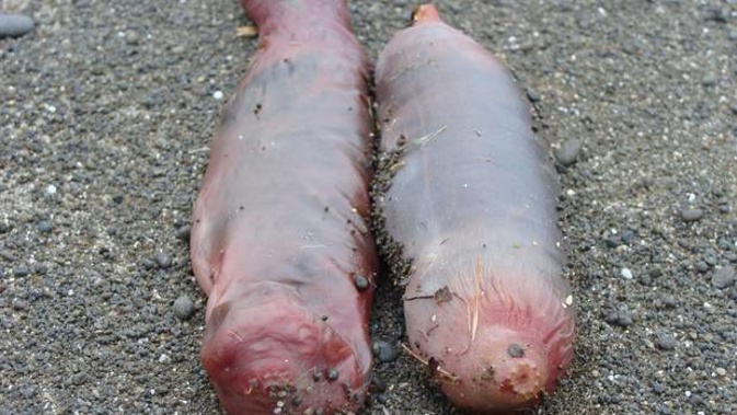 Slimy creatures from the shallows, spoon worms were found washed up on Marine Parade and Whirinaki beach after last week's storm. (Photo / Supplied.)