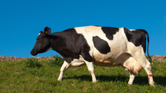 A stock truck, carrying cattle, has rolled on the Desert Road (Image / File)