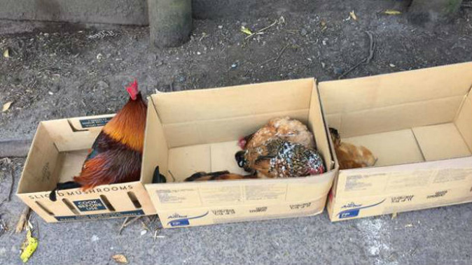Residents feared chickens found dead and dying near the Titirangi shopping centre had been poisoned. (Photo / Bianca Shaw)