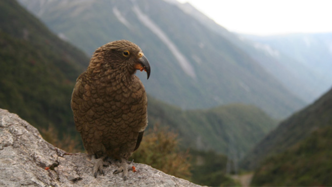 There is evidence to suggest multiple kea have been probing around in traps. (Photo / SXC)