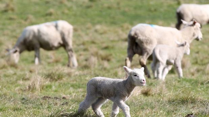 Police are calling for the aid of the public after a number of lambs were stolen from a Marlborough farm. Photo / Duncan Brown