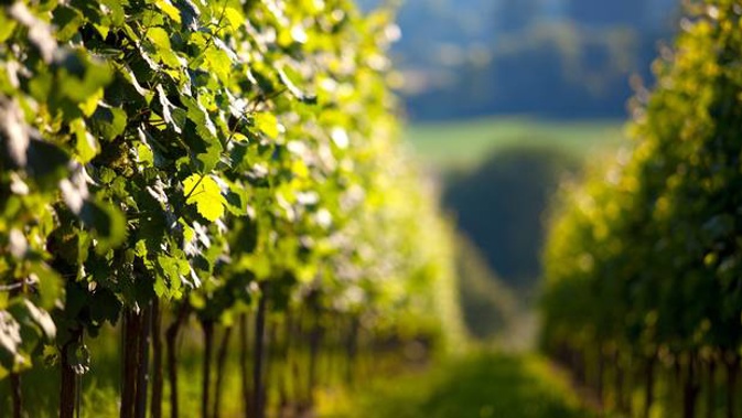 Glenn Schaeffer owns Nelson's Mahana Estates, a winery which has been on the market since June. (Photo / Herald)