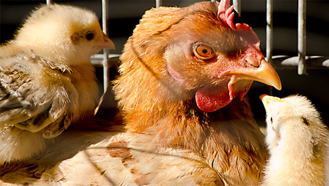 The Auckland SPCA's farm is running out of room. (Photo / SXC)