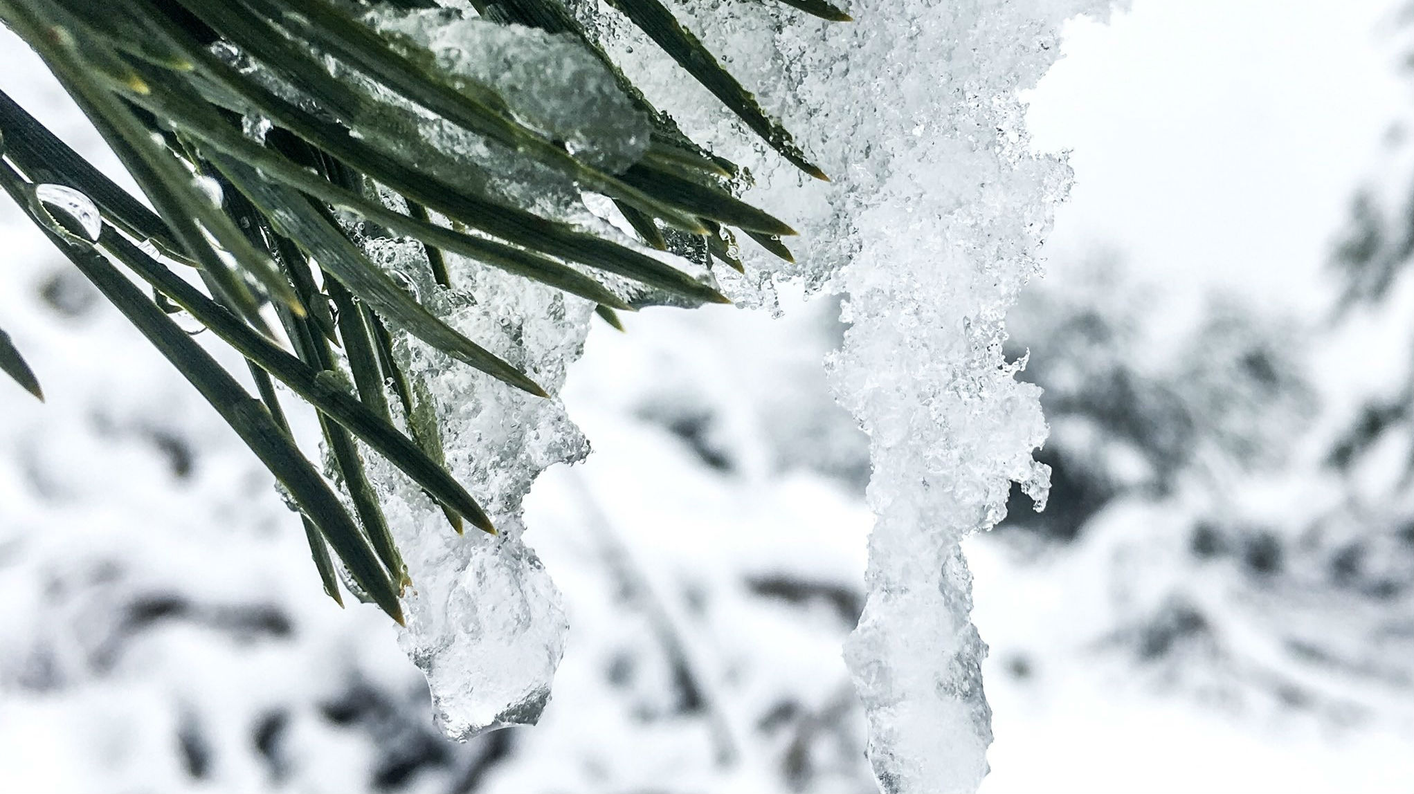 Temperatures were forecast to plummet - halving in places from the start of the week - with snow possible down to 400m.