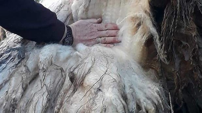 Suzy the sheep is believed to have never been shorn. (Photo / Supplied)