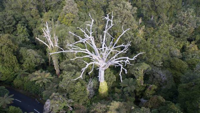 A victim of kauri dieback in Waipoua Forest. Photo / Ministry of Primary Industries