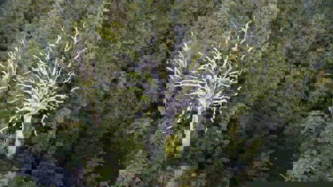 Photo / Ministry of Primary Industries