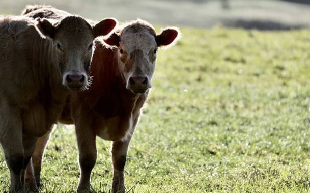Cows in Totara Park the morning after the infamous attack. (Photo / NZ Herald)