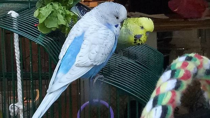 The couple's much-loved birds Flocke and Urmel. (Photo / Supplied)