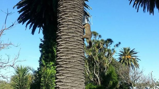 A Napier resident is shocked by the fact a possum trap was set so close to a school. (Photo / Supplied)