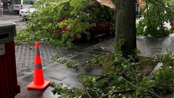A red VW car was completely covered by the fallen branch.