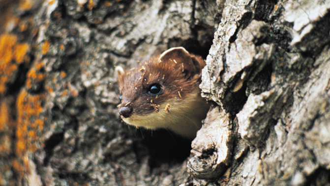 The weasel caught at Zealandia. Photo / Zealandia