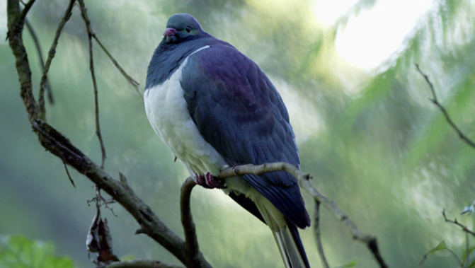 It's a first time victory for the wood pigeon. (Photo / Getty)