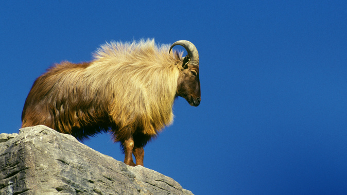 Tahr were introduced to New Zealand in the early days of European settlement for sport, but are now a threat to native flora and fauna. (Photo / Getty)