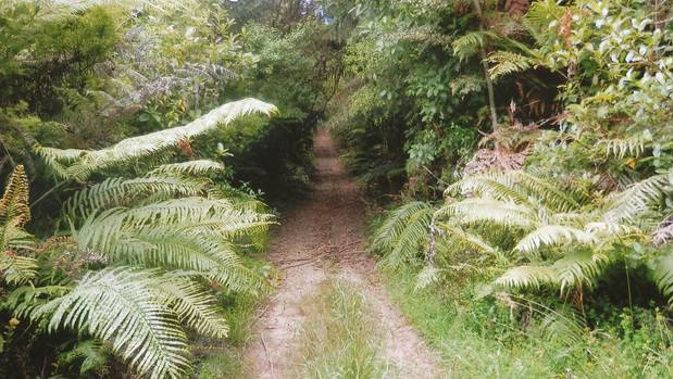A dog had to be put down after suspected 1080 poisoning while walking in the Hunua Ranges. Photo / File