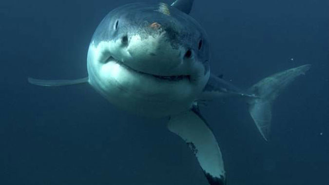 A man has been attacked by a shark in the water at Baylys Beach, near Dargaville. Photo / NZ Herald