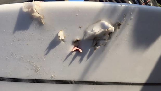 A shark tooth is embedded in the surfboard belonging to a Whangaeri man who was attack by the shark off Baylys Beach. Photo / Supplied