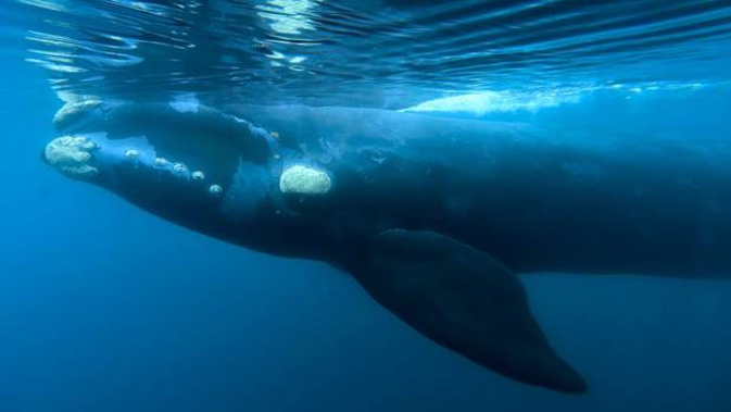 Whales have been found to fall silent instead of competing with noise. (Photo / AP)