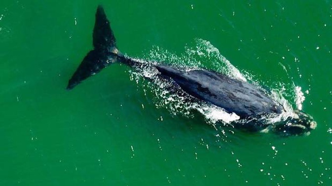 Southern right whale in Ōhope Beach. Photo / David Marshall
