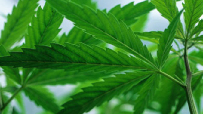 A new report has suggested that decriminalising drugs should earn the Government half a billion dollars in benefits. (Photo / Getty)
