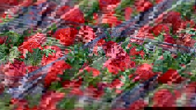 A 50-year-old Queensland woman has been arrested and charged with seven counts of contamination after needles were found in Australian strawberries. Photo / File