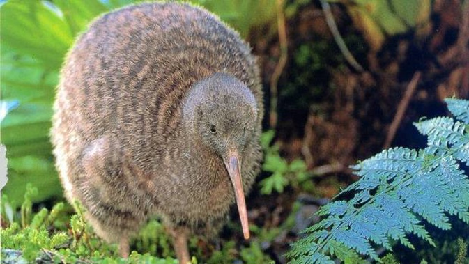 Capital Kiwi wants our national icon to live alongside people in Wellington back yards. (Photo / File)