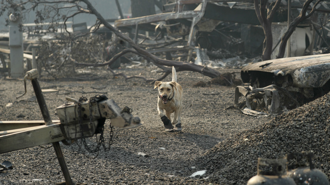 A search and rescue dog searches through the wreckage of a burnt community in California. (Photo / AP)