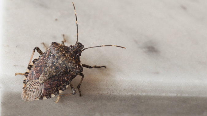 The stink bug could damage our GDP by $3.6 billion if it made it into our country. (Photo / Getty)
